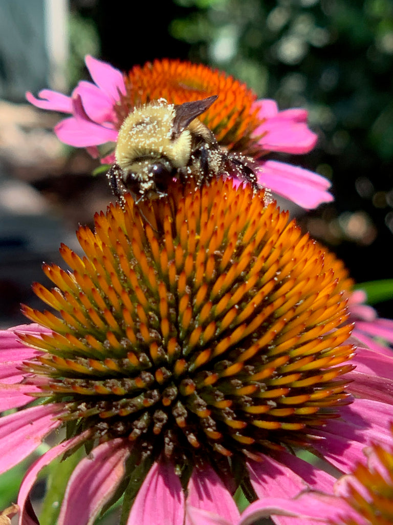 Preparing Your Garden For Spring