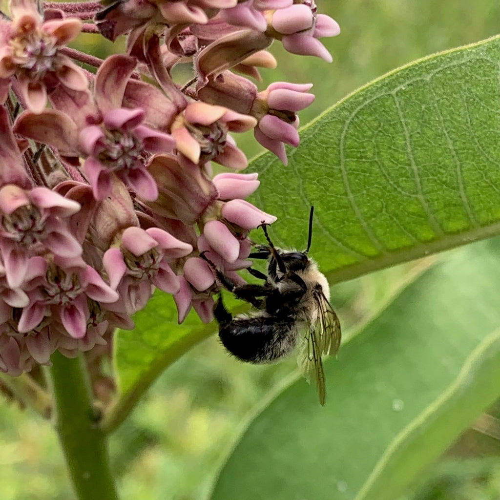 Get Involved with Community Science: Join a BioBlitz!