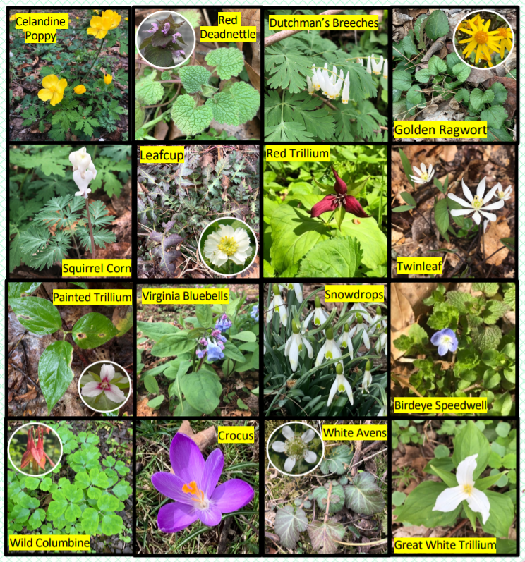 Spring Wildflower Bingo Card