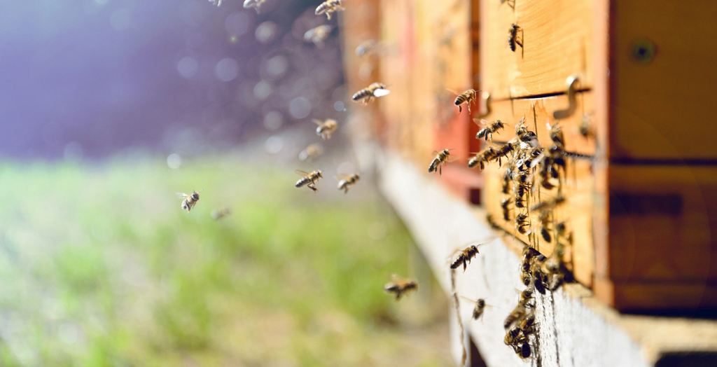 Survey: Beekeeping During Quarantine
