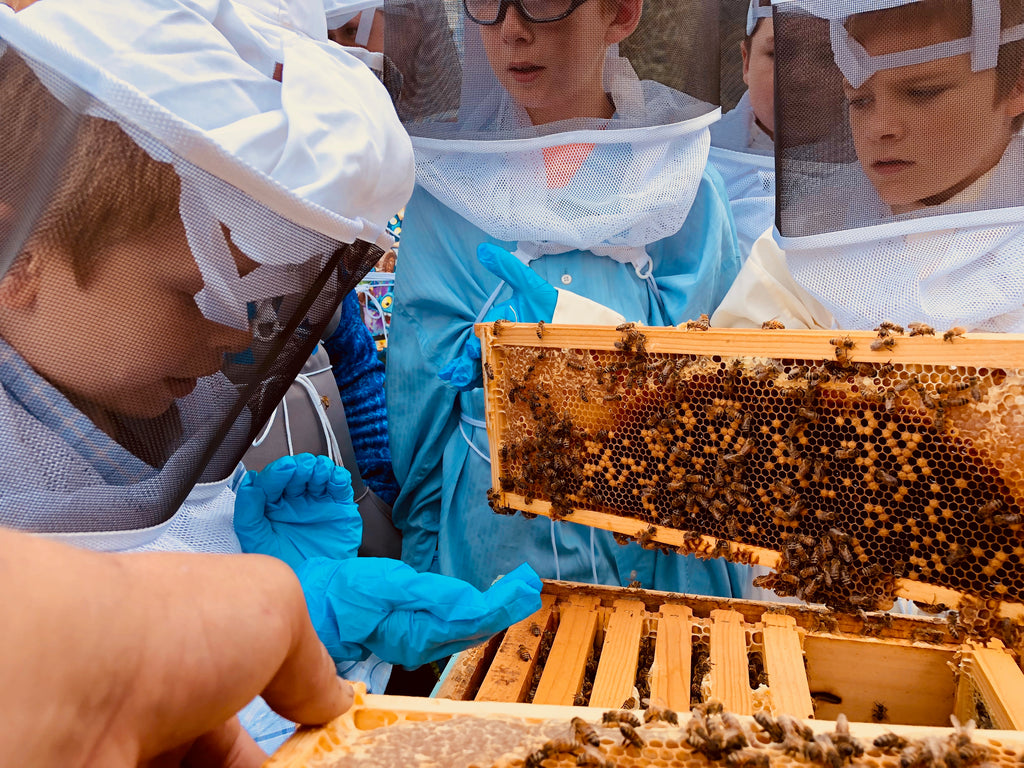 Beekeeping at Summer Camp