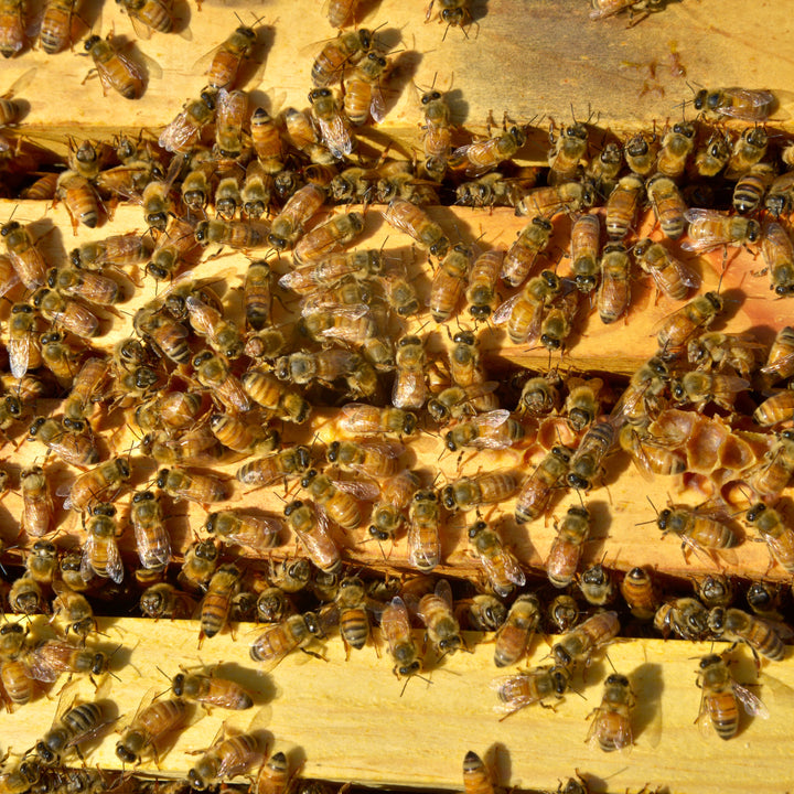 Reception Bees Charitable Gifts – The Appalachian Beekeeping Collective